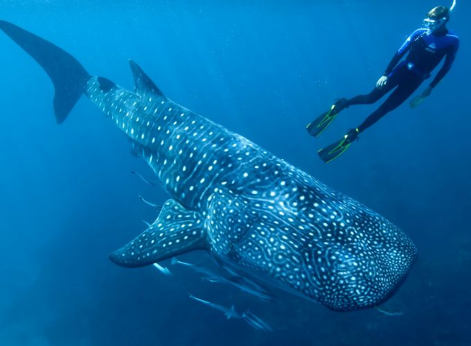 Wallpaper Whale shark, shark, atlantic, indian, pacific, ocean, water, underwater, blue, diving, tourism, fish, World&3494517303